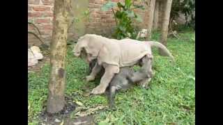 Neapolitan Mastiff puppies Hasper Thatch Roof x Jaky Thatch Roof [upl. by Suivatnad]