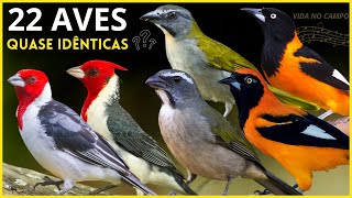 22 Aves Quase Idênticas quotAPRENDA a DIFERENCIARquot e os Cantos Das AVES [upl. by Elocyn]