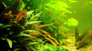 Biotope asiatique [upl. by Savage130]