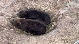 Grazer’s cubs 72624 Katmai National Park [upl. by Kirschner610]