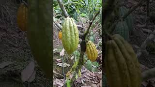 Cultivo de Cacao Nacional fino de aroma [upl. by Airpal804]