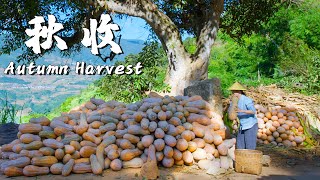 Harvest Delights in Rural Yunnan A Culinary Feast of Autumn Bounty 【Dianxixiaoge】 [upl. by Enuj656]