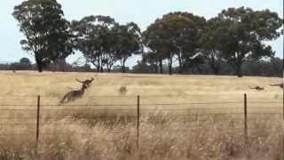 Kangaroos jump beside car [upl. by Aicirtak834]