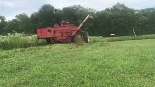 Combining Weedy Wheat Or Wheaty Weeds [upl. by Etnoval]