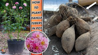 How to plant Dahlia tubers in pot [upl. by Oiramad276]