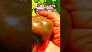 The Baker Creek Lesya Peppers youtubeshorts tnog bakercreek peppers harvest [upl. by Schram]