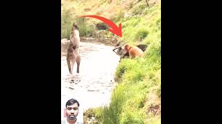 Kangaroo and dog fight 🤣🥱🤯আসুন দেখে নেয়া যাক ক্যাঙ্গারু ও কুকুরের মধ্যে কে যেতে shortvideo viral [upl. by Vaughn]