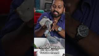 Scalybreasted lori യുടെ കുഞ്ഞും Grey Parrot കുഞ്ഞും birds birdsofkerala lovebirds lovesigns [upl. by Htilil]