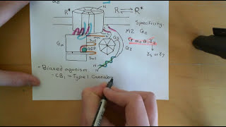 G Protein Coupled Receptors Part 5 [upl. by Mercier]