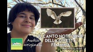 Il CANTO DELLA CIVETTA FEMMINA IN GIARDINO  AUDIO ORIGINALE DEL 12 MARZO 2020 [upl. by Perretta]