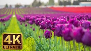 4K  Tulip Flowers  2 Hours Relaxation Video  Skagit Valley Tulip Festival in WA State  Episode 1 [upl. by Ybloc]