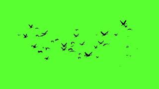 birds flying green screen HD [upl. by Enytnoel]