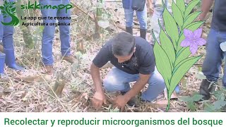 Recolectar y reproducir microorganismos del bosque Juan Jose Paniagua sikkimapp agricultura orgánica [upl. by Huggins591]