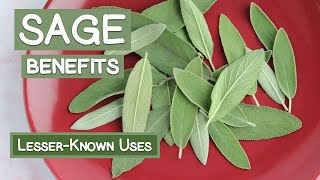 Sage Leaf Benefits Two LesserKnown Herbal Uses [upl. by Asiruam]