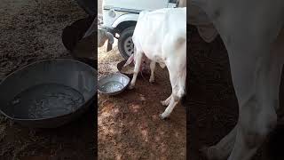 Cow Babies cow cowindia indian india cowvideos cowbull femalecow cowbaby cowlover shorts [upl. by Lahcear136]