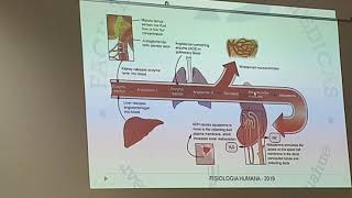 Regulación de osmolaridad y volumen del LEC parte 3 [upl. by Idette]