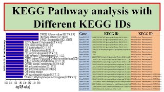 KEGG Pathway Analysis with different IDs [upl. by Atteve496]