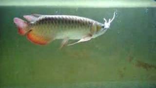 super red arowana eat a mouse [upl. by Odille122]