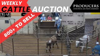 4202023  Producers Livestock Auction Company Cattle Auction [upl. by Toiboid126]