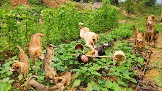 Gardening planting corn making trellises for tomatoes  Thuy Building Farm [upl. by Enial]