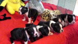 Boston Terrier Puppies for Sale 4 weeks Bosart Bostons Champion Sired [upl. by Casia]