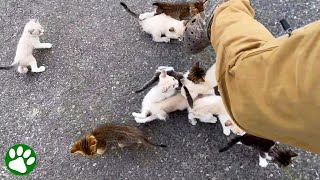 Man is ambushed by 13 homeless kittens [upl. by Hayyikaz]