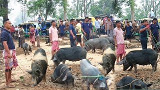 Northeast Biggest Whole Sale Pig Market in Tripura [upl. by Kronfeld183]