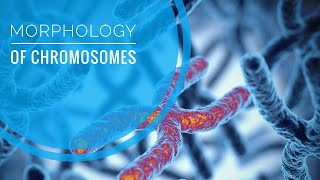 MORPHOLOGY OF CHROMOSOMES HUMAN KARYOTYPE [upl. by Cottle]