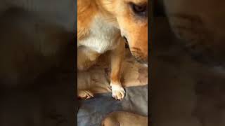 mom dog taking care of puppies [upl. by Kiah]