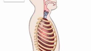 Biologie voor Jou  Borstademhaling [upl. by Beitz]