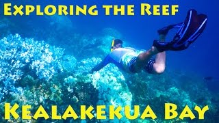 Fair Wind Cruise to Captain Cook Reef on the Big Island LookIntoHawaiicom [upl. by Grega]