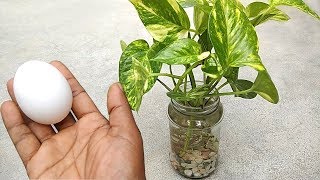 Best natural fertilizer for any water plants  Homemade free fertilizer [upl. by Yokoyama]