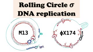 Rolling Circle DNA Replication and Amplification  Plasmids and Bacteriophages M13  PhiX174 [upl. by Yrellav]