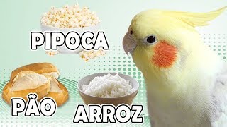 CALOPSITA PODE COMER PIPOCA ARROZ PÃO [upl. by Ynohtona832]