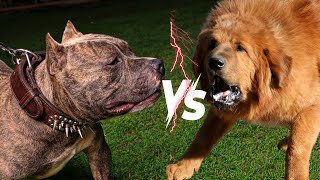 Tibetan Mastiff vs Pitbull shorts dog dogbreeds [upl. by Elocen]