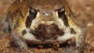 Bushveld Rain Frog feeding [upl. by Watts]