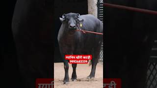 ग्याभिन खीरी कटड़ी with Top Quality at Buffalo Dairy Farm 9992683259 [upl. by Nordna]