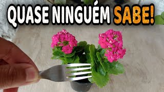 Faça Isso e Suas Plantas ficarão cheias de Flores em Pouco Tempo [upl. by Adnovoj]