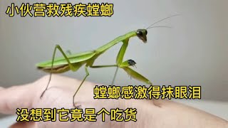 小伙收养一只残疾螳螂，它还会感动得抹眼泪？竟又还是个超级吃货 [upl. by Zavras]