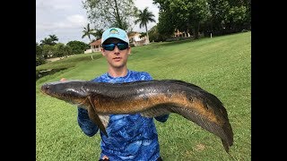 Fishing for big Bullseye Snakeheads in South Florida with topwater frogs [upl. by Shayna]