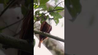 The Beautiful Three Wattled Bellbird Call amp Courtship Display bdwildbird [upl. by Resneps]