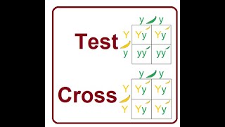 Testcross  A Genetic Tool Explained  2024 [upl. by Eisteb135]