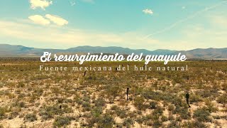 El resurgimiento del guayule fuente mexicana del hule natural [upl. by Nibbor]