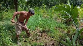 Planting Betel Nut Areca Nut Farm  Sarah Areca Farm [upl. by Eyr]