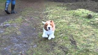 9 weeks old Welsh Springer Spaniel puppy [upl. by Yrelav]