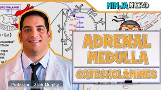 Endocrinology  Adrenal Medulla  Catecholamines [upl. by Eilraep]