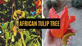 African tulip tree Spathodea campanulata [upl. by Eitra]