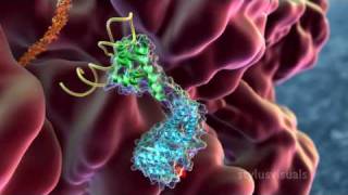 SRP  Signal Recognition Particle binds nascent peptide from ribosome [upl. by Hilliary417]