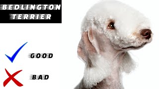 Bedlington Terrier Pros And Cons  The Good And The Bad [upl. by Seugirdor]