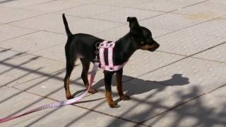 Pinscher 1  3 meses [upl. by Aneele]